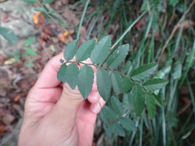 Ventilago elegans, photographed by 呂一起(Lyu yi-chi)