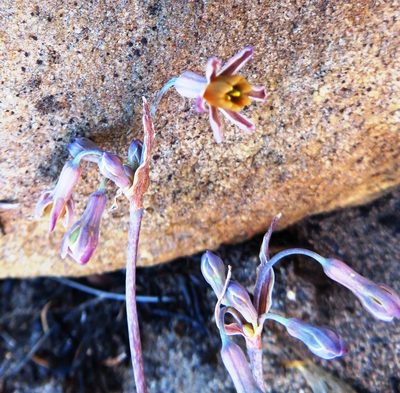 Tulbaghia alliacea, photographed by linkie