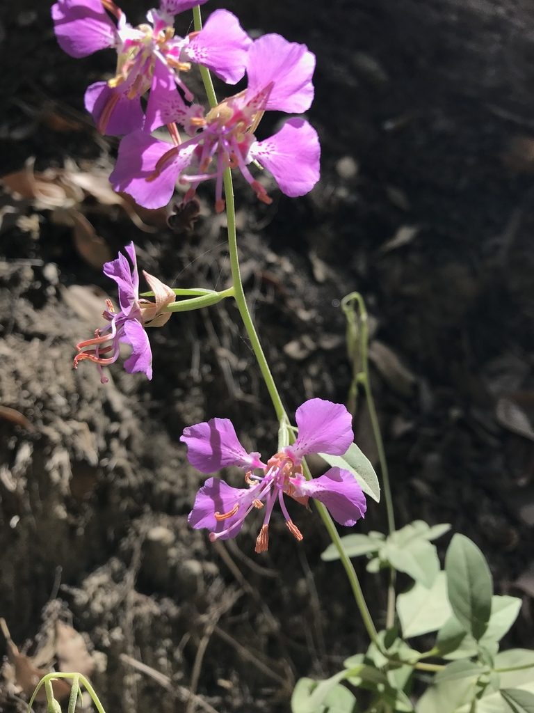 Clarkia mildrediae, photographed by Scott Yarger