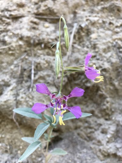 Clarkia mildrediae, photographed by Scott Yarger