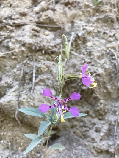 Clarkia mildrediae, photographed by Scott Yarger