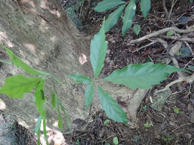 Vitex quinata, photographed by 呂一起(Lyu yi-chi)