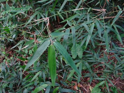 Schizostachyum diffusum, photographed by 呂一起(Lyu yi-chi)