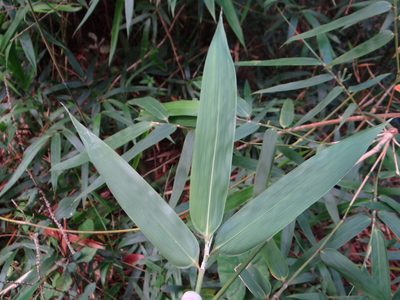 Schizostachyum diffusum, photographed by 呂一起(Lyu yi-chi)