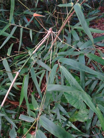 Schizostachyum diffusum, photographed by 呂一起(Lyu yi-chi)