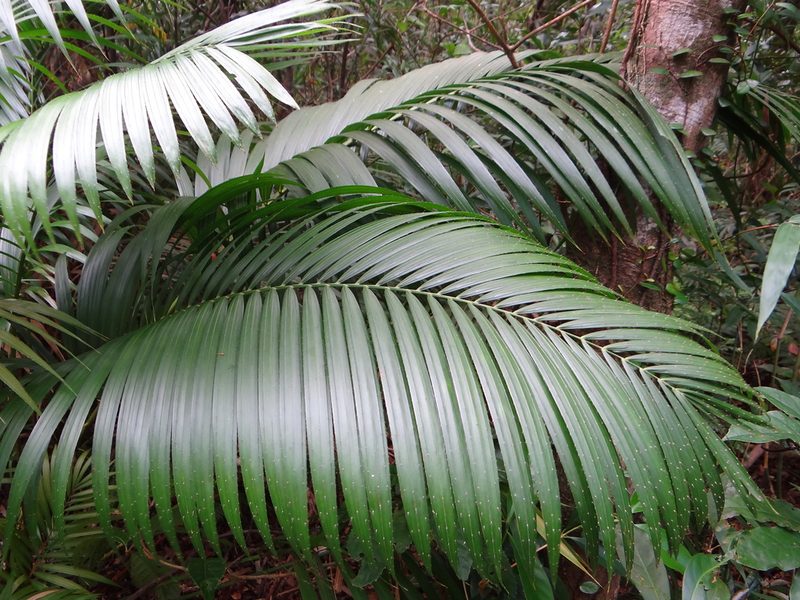 Calamus beccarii, photographed by 呂一起(Lyu yi-chi)