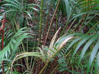 Calamus beccarii, photographed by 呂一起(Lyu yi-chi)