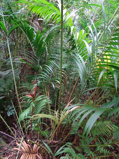 Calamus beccarii, photographed by 呂一起(Lyu yi-chi)