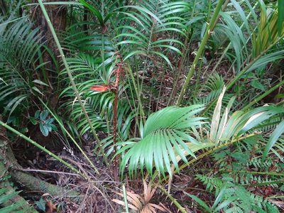 Calamus beccarii, photographed by 呂一起(Lyu yi-chi)