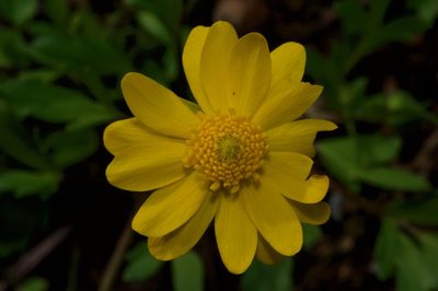 Ranunculus macranthus, photographed by Michelle W. （鍾偉瑋）