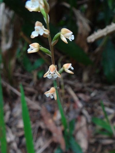 Zeuxine nervosa, photographed by 呂一起(Lyu yi-chi)