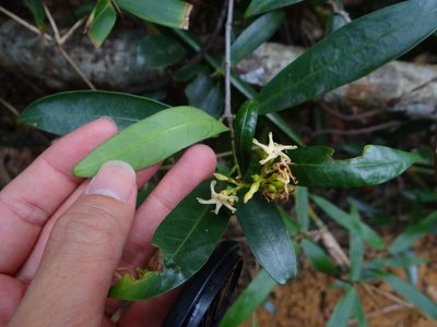 Anodendron affine, photographed by 呂一起(Lyu yi-chi)