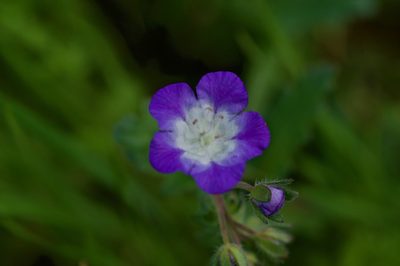 Phacelia patuliflora, photographed by Michelle W. （鍾偉瑋）