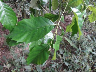 Castanopsis formosana, photographed by 呂一起(Lyu yi-chi)