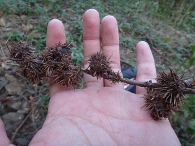 Castanopsis formosana, photographed by 呂一起(Lyu yi-chi)