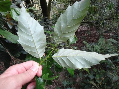 Castanopsis formosana, photographed by 呂一起(Lyu yi-chi)