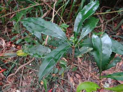 Chengiodendron marginatum, photographed by 呂一起(Lyu yi-chi)