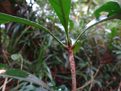 Chengiodendron marginatum, photographed by 呂一起(Lyu yi-chi)