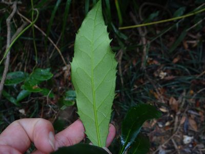 Chengiodendron marginatum, photographed by 呂一起(Lyu yi-chi)