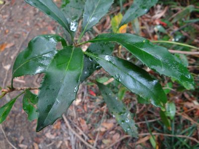 Chengiodendron marginatum, photographed by 呂一起(Lyu yi-chi)