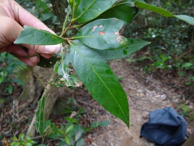 Lithocarpus amygdalifolius, photographed by 呂一起(Lyu yi-chi)