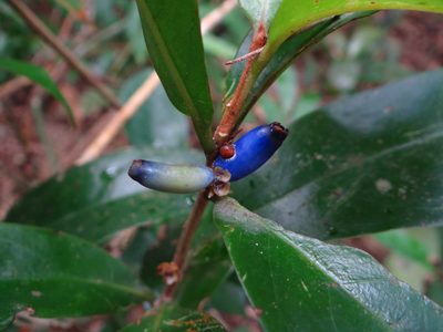 Symplocos glomerata, photographed by 呂一起(Lyu yi-chi)