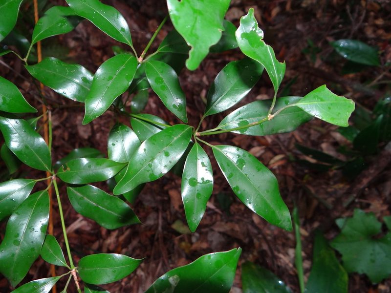 Neolitsea hiiranensis, photographed by 呂一起(Lyu yi-chi)