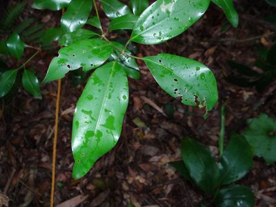 Neolitsea hiiranensis, photographed by 呂一起(Lyu yi-chi)