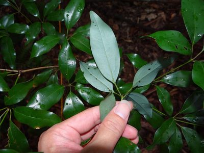 Neolitsea hiiranensis, photographed by 呂一起(Lyu yi-chi)