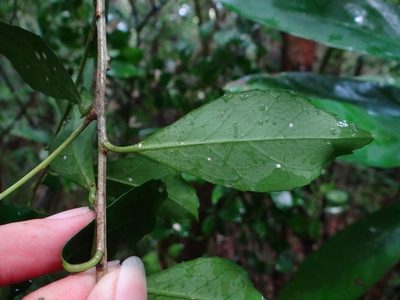 Ilex uraiensis, photographed by 呂一起(Lyu yi-chi)