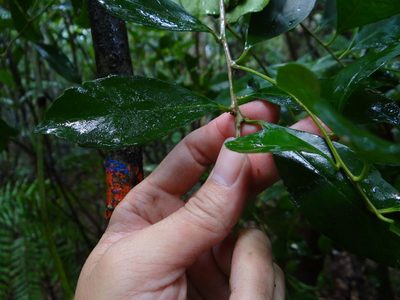 Ilex uraiensis, photographed by 呂一起(Lyu yi-chi)