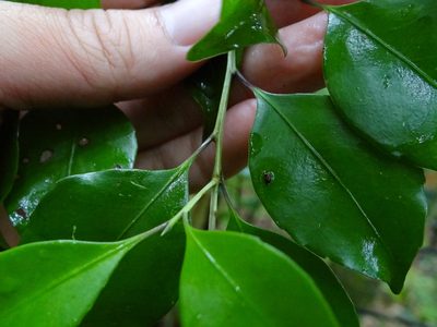 Symplocos shilanensis, photographed by 呂一起(Lyu yi-chi)