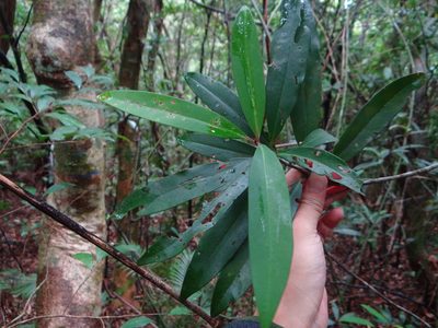 Myrsine seguinii, photographed by 呂一起(Lyu yi-chi)