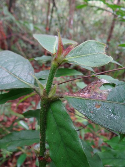 Lasianthus hirsutus, photographed by 呂一起(Lyu yi-chi)