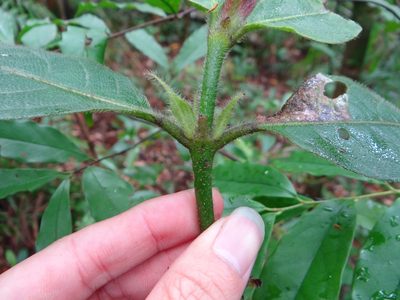 Lasianthus hirsutus, photographed by 呂一起(Lyu yi-chi)
