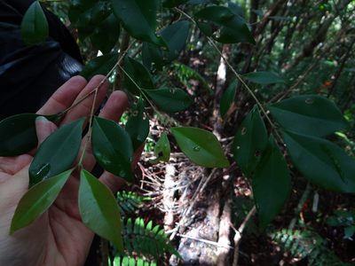 Syzygium euphlebium, photographed by 呂一起(Lyu yi-chi)