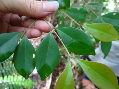 Syzygium euphlebium, photographed by 呂一起(Lyu yi-chi)