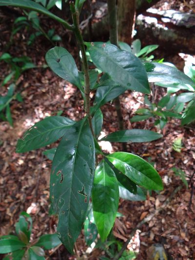 Symplocos theifolia, photographed by 呂一起(Lyu yi-chi)