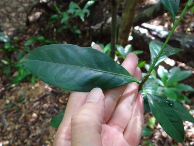 Symplocos theifolia, photographed by 呂一起(Lyu yi-chi)