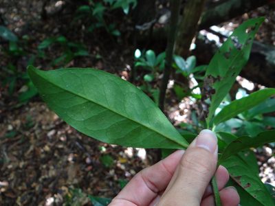 Symplocos theifolia, photographed by 呂一起(Lyu yi-chi)