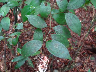 Cinnamomum rigidissimum, photographed by 呂一起(Lyu yi-chi)