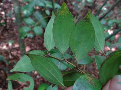 Cinnamomum rigidissimum, photographed by 呂一起(Lyu yi-chi)