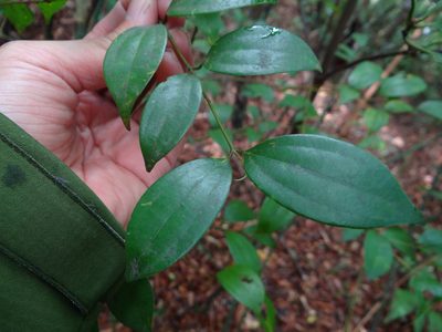 Cinnamomum rigidissimum, photographed by 呂一起(Lyu yi-chi)