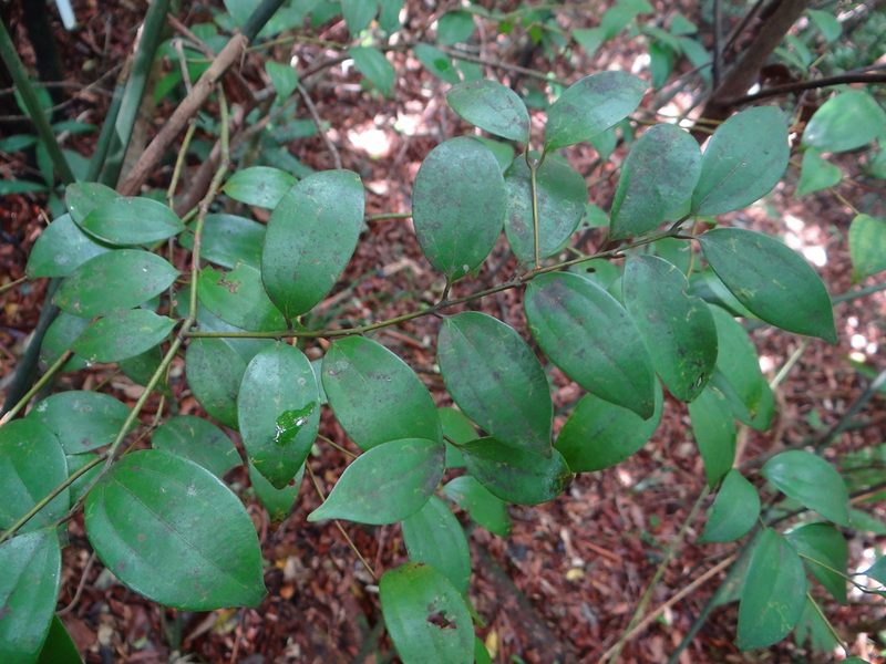 Cinnamomum rigidissimum, photographed by 呂一起(Lyu yi-chi)