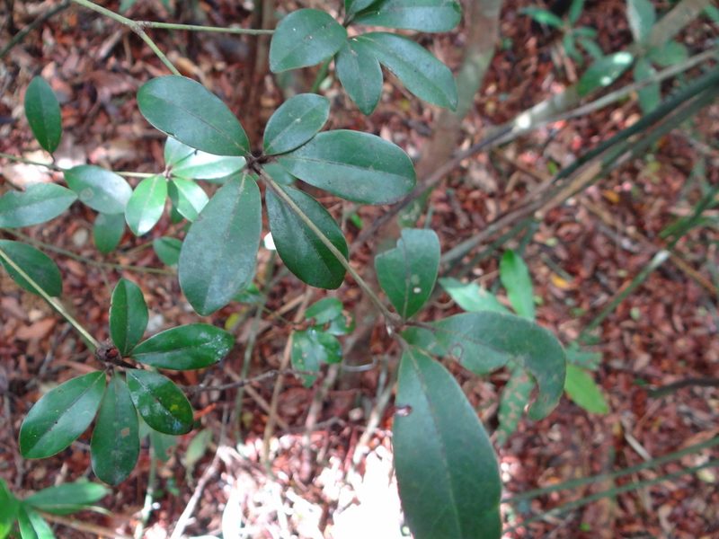 Neolitsea buisanensis, photographed by 呂一起(Lyu yi-chi)