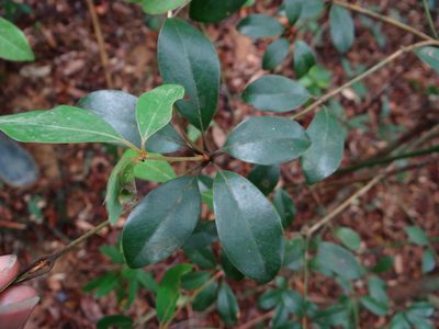 Neolitsea buisanensis, photographed by 呂一起(Lyu yi-chi)