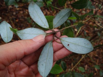 Neolitsea buisanensis, photographed by 呂一起(Lyu yi-chi)