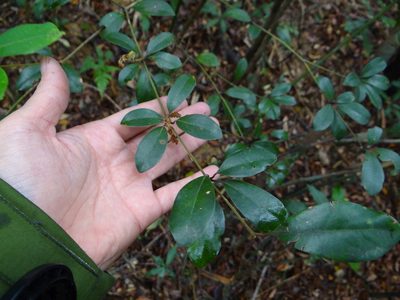 Neolitsea buisanensis, photographed by 呂一起(Lyu yi-chi)