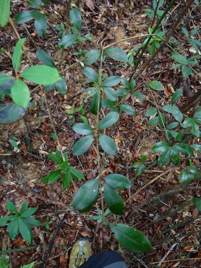 Neolitsea buisanensis, photographed by 呂一起(Lyu yi-chi)