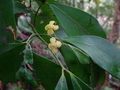 Euonymus tashiroi, photographed by 呂一起(Lyu yi-chi)
